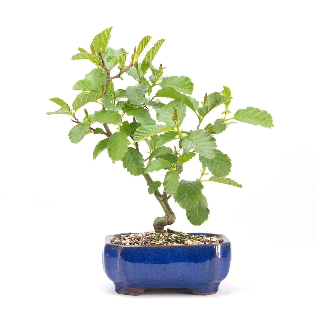 Schwarzerle 'Alnus glutinosa'